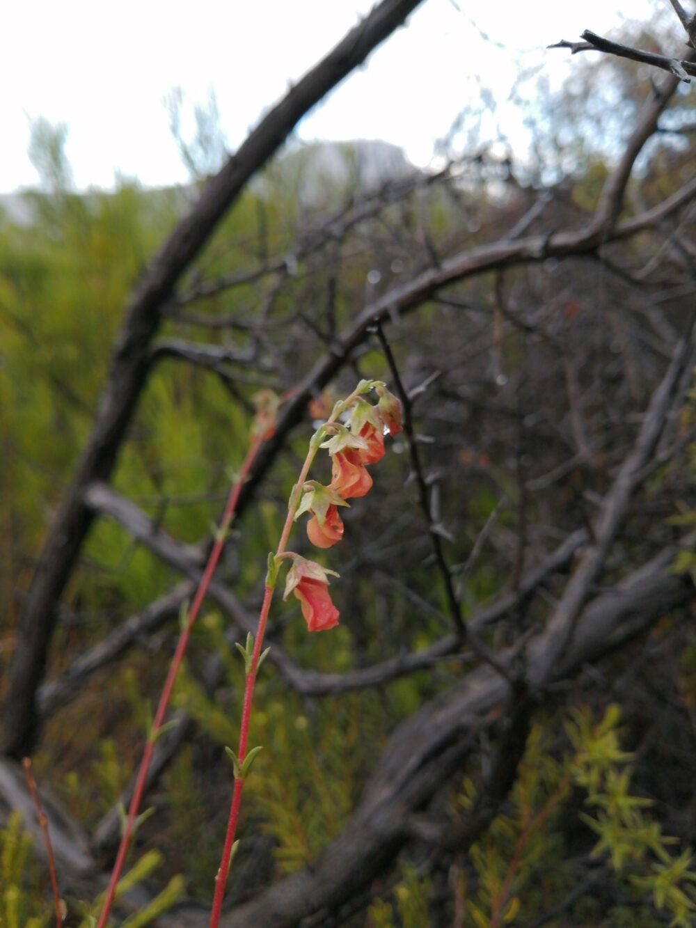 Hermannia filifolia