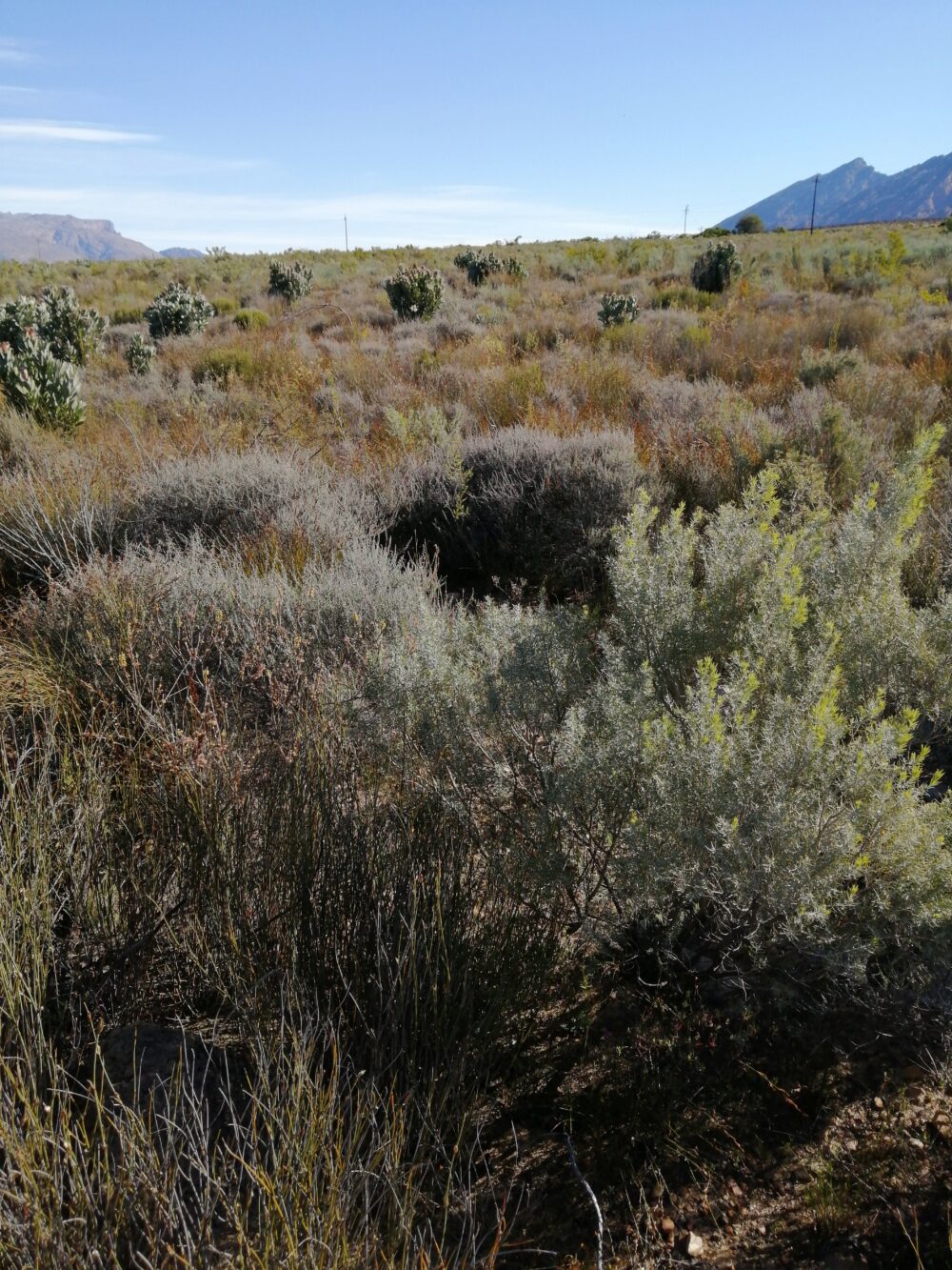 Hex River Arid Alluvium Fynbos