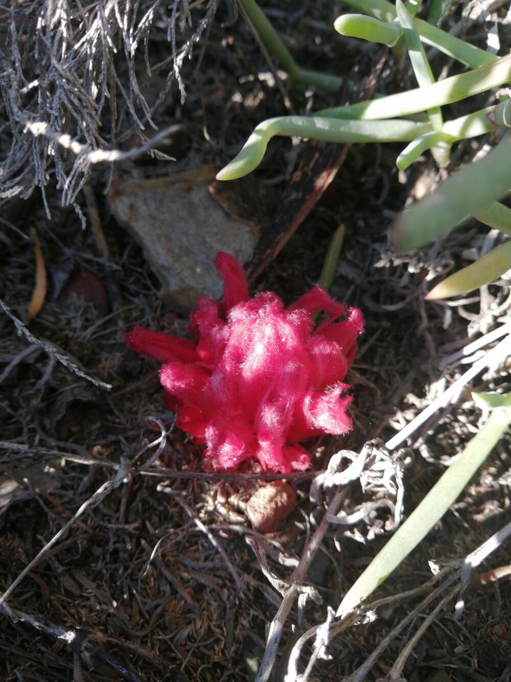 Hyobanche sanguinea