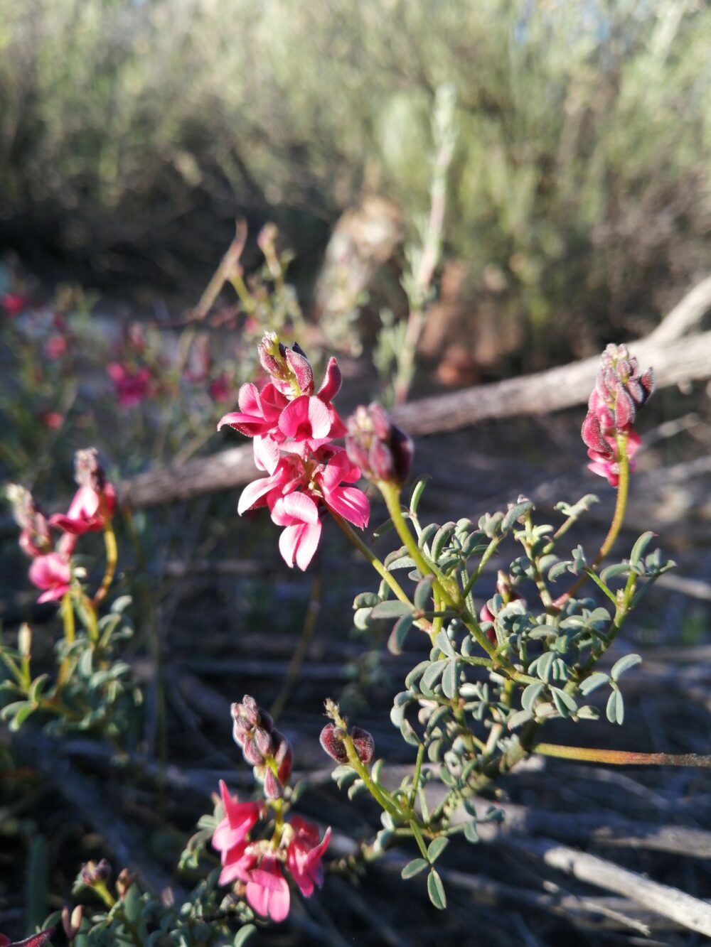 Indigofera heterophylla