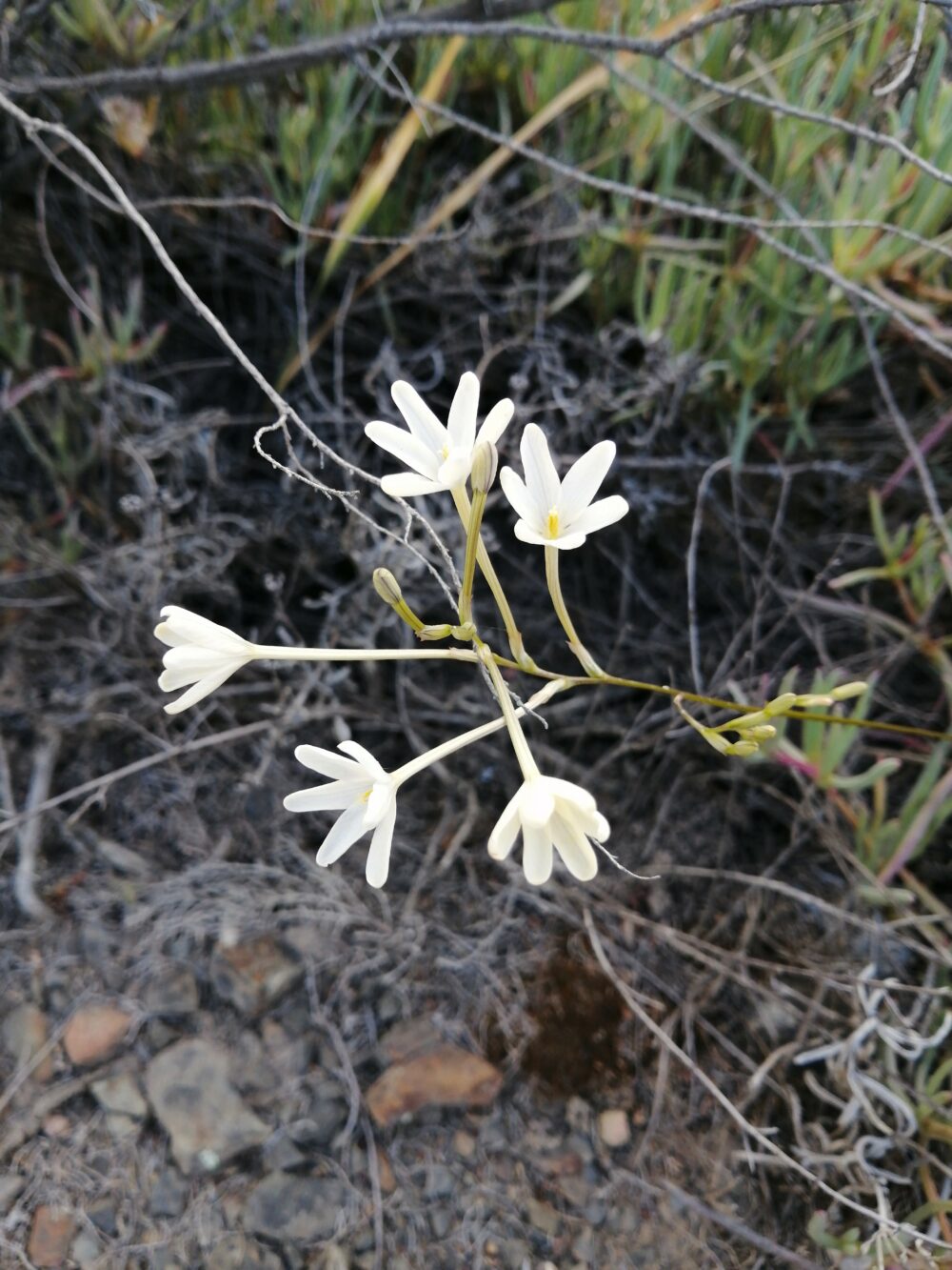 Ixia paucifolia