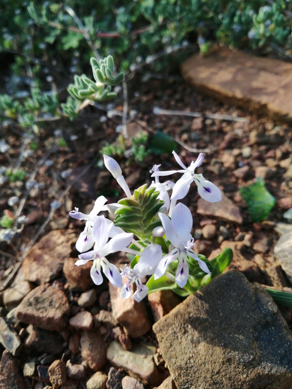 Lapeirousia pyramidalis