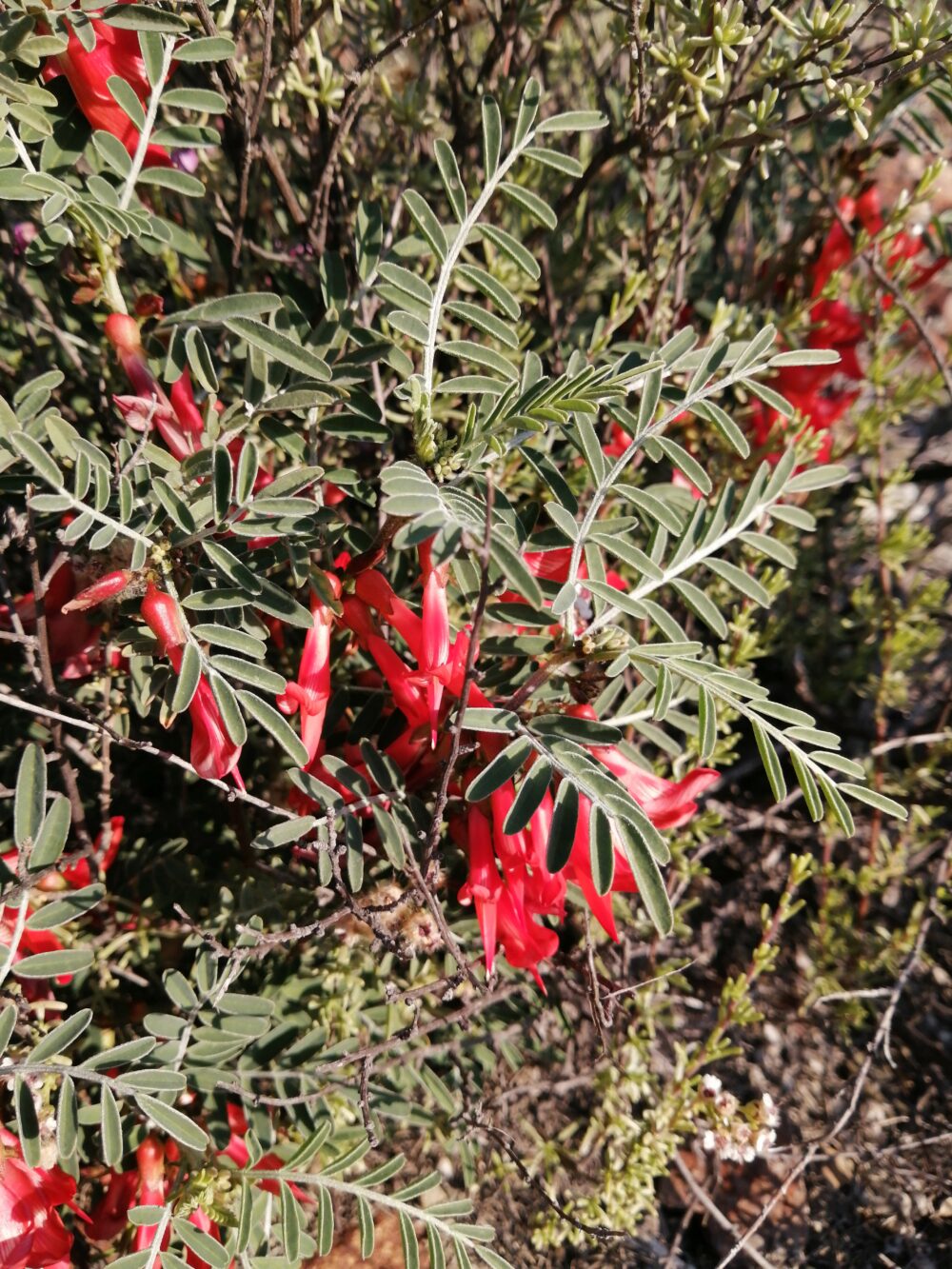 Lessertia frutescens