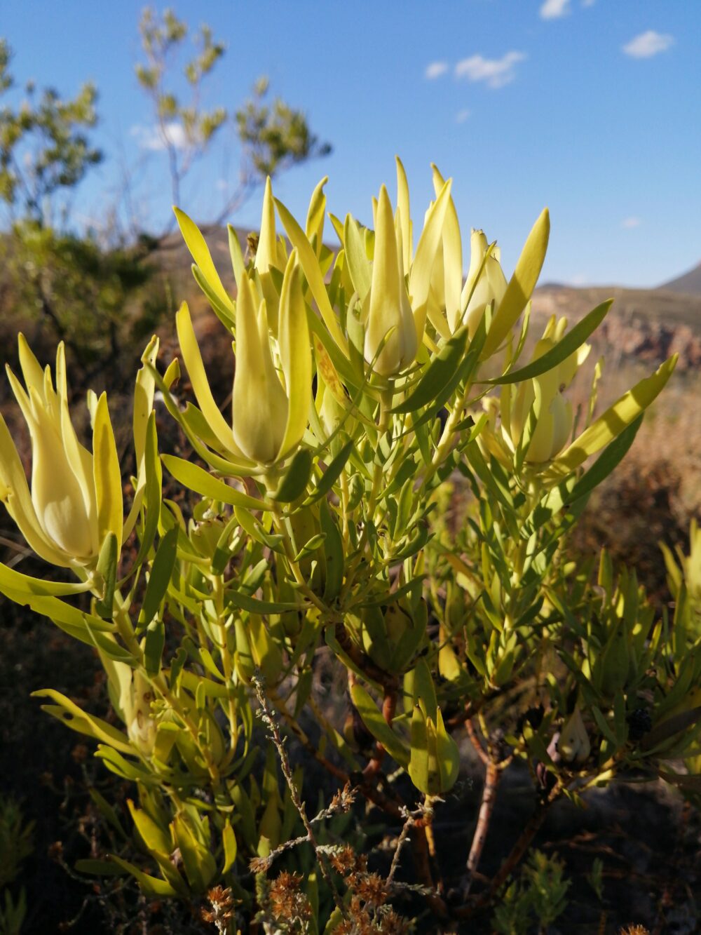 Leucadendron salignum