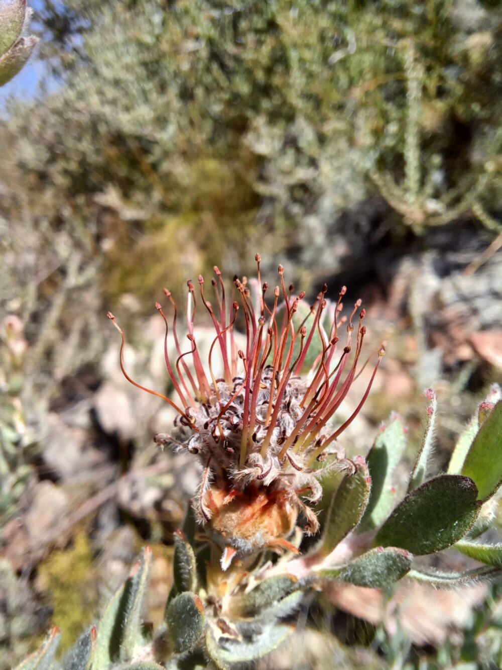 Leucospermum calligerum