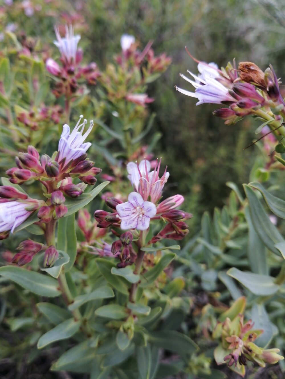 Lobostemon glaucophyllus