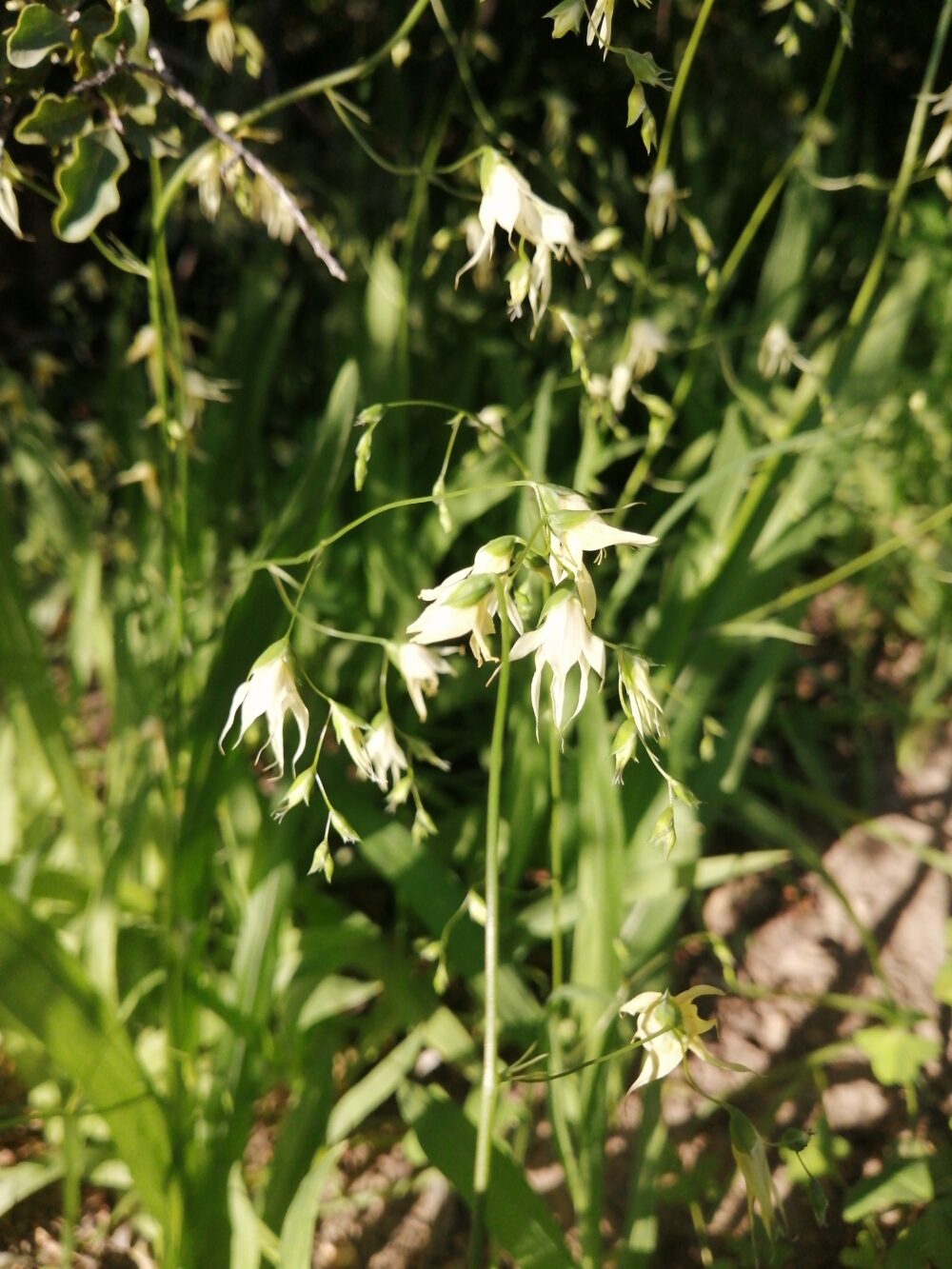 Melasphaerula graminea