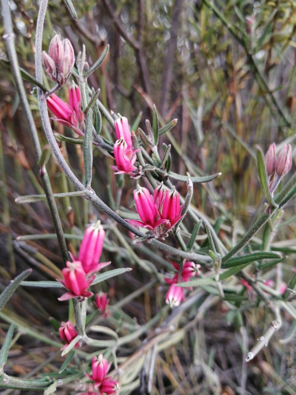 Microloma sagittatum