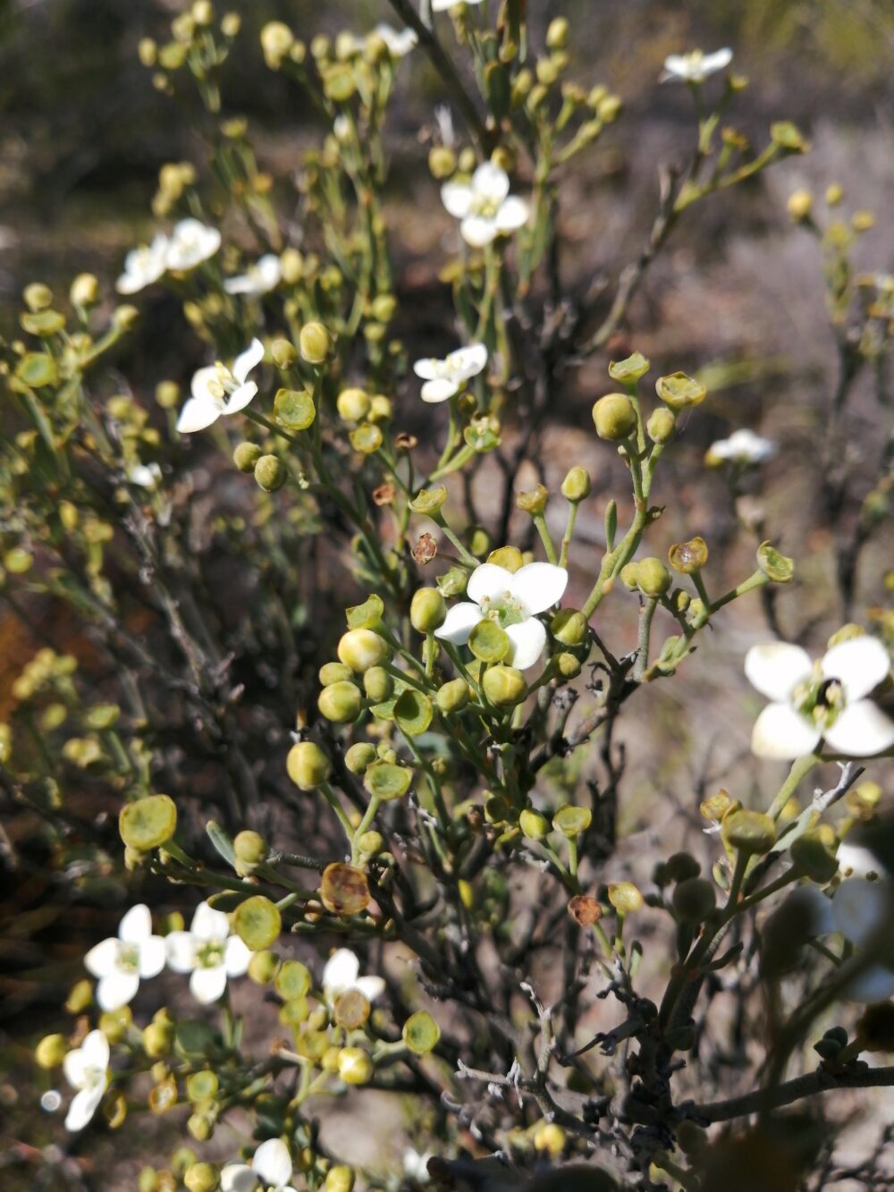 Montinia caryophyllaceae