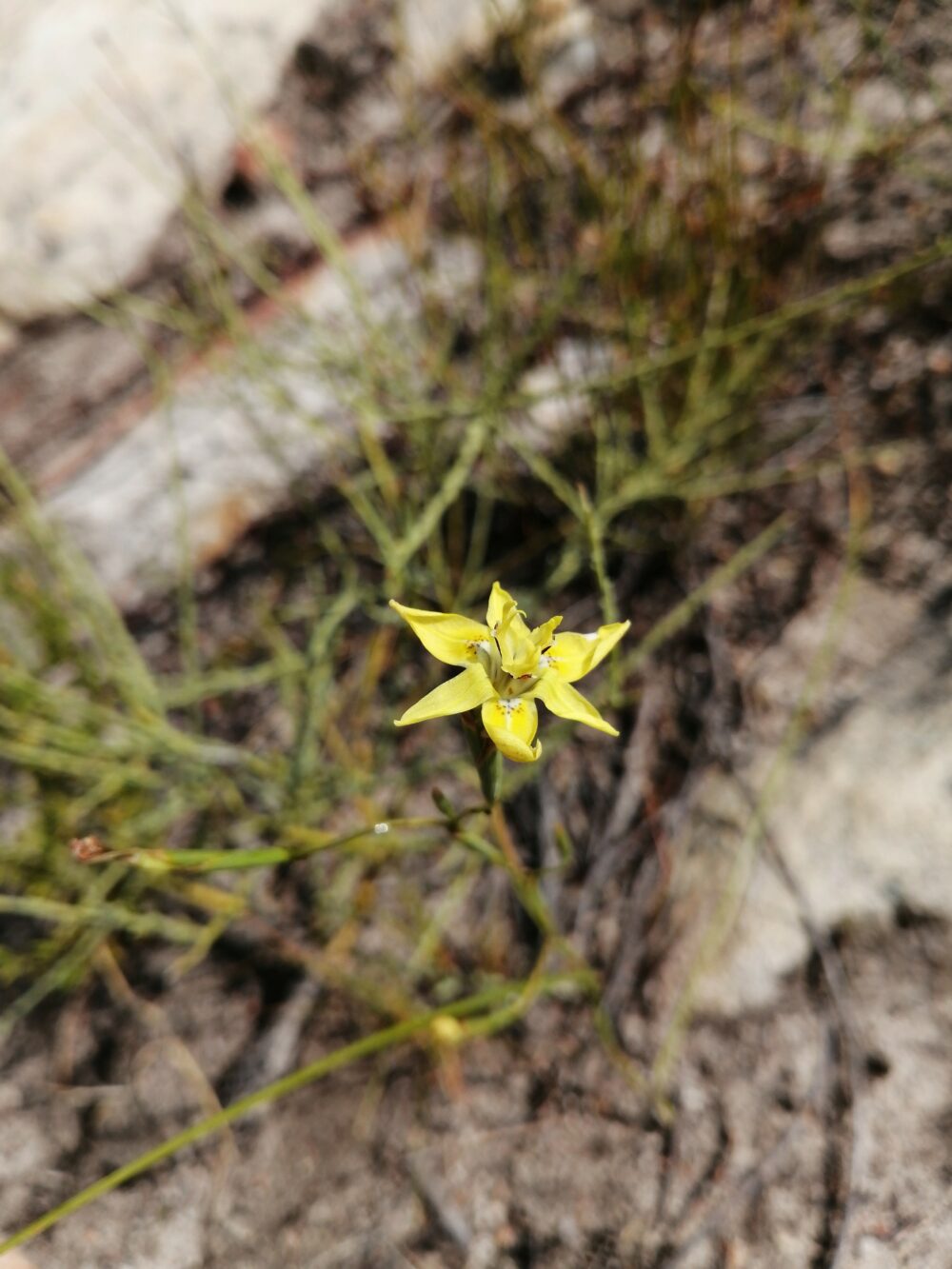 Moraea bituminosa