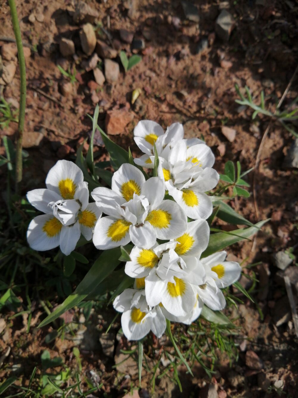 Moraea falcifolia