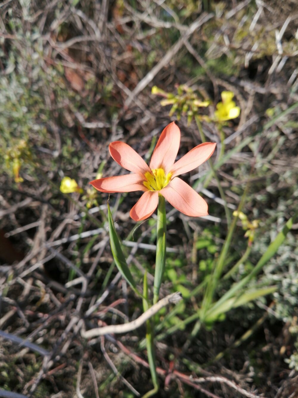 Moraea flaccida