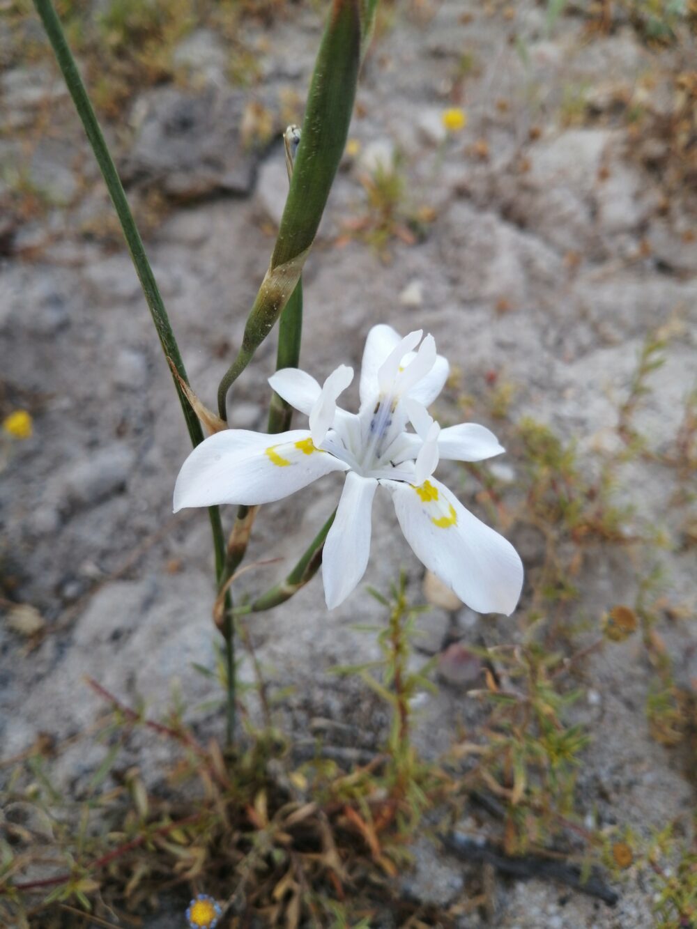 Moraea fugax