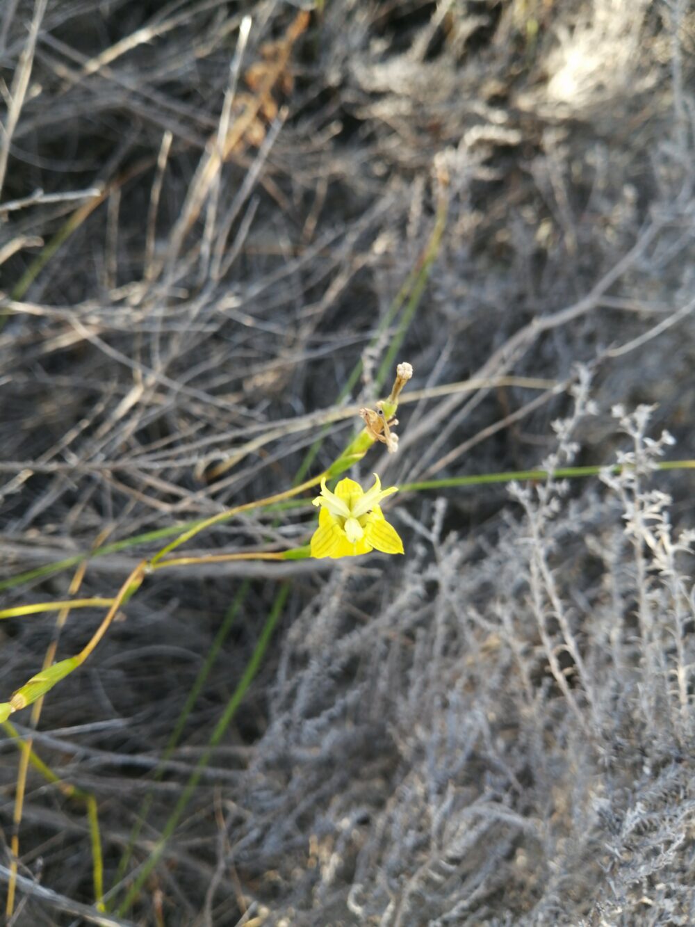 Moraea inconspicua