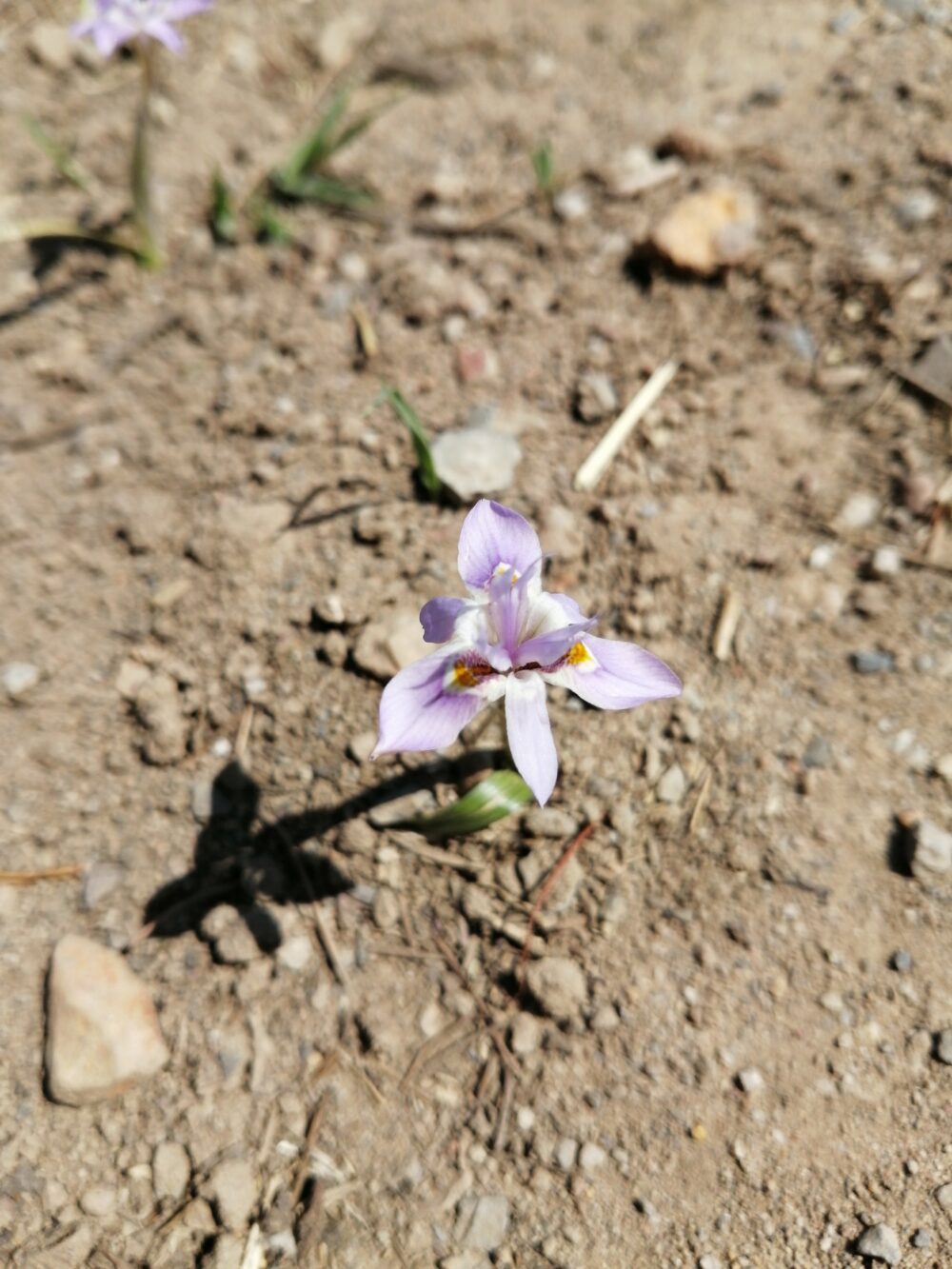 Moraea setifolia