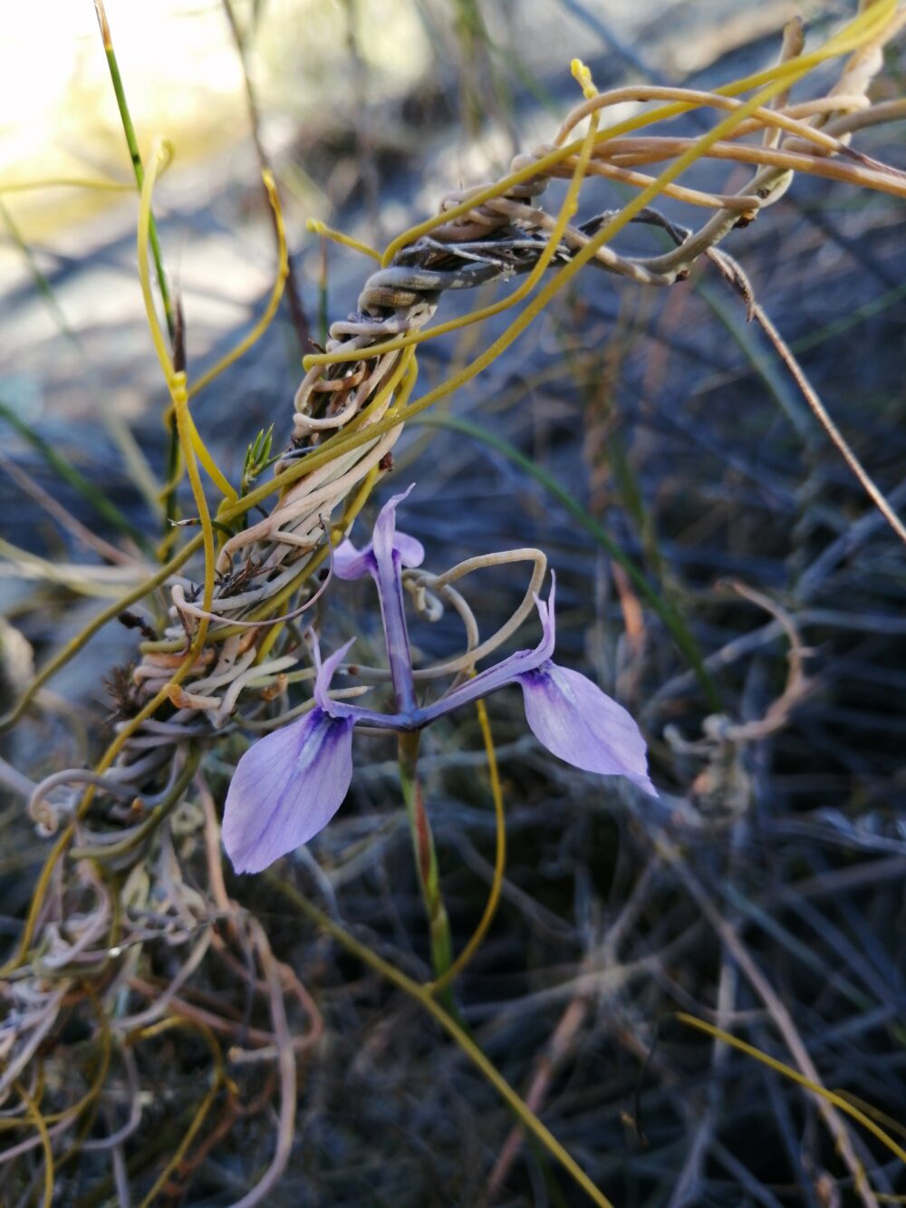 Moraea tripetala