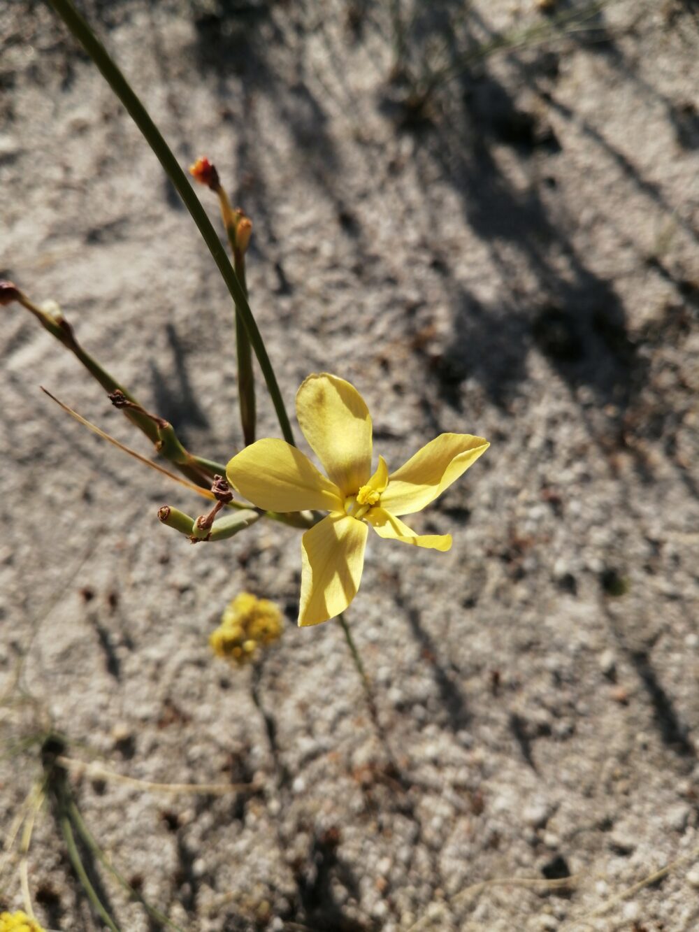 Moraea umbellata