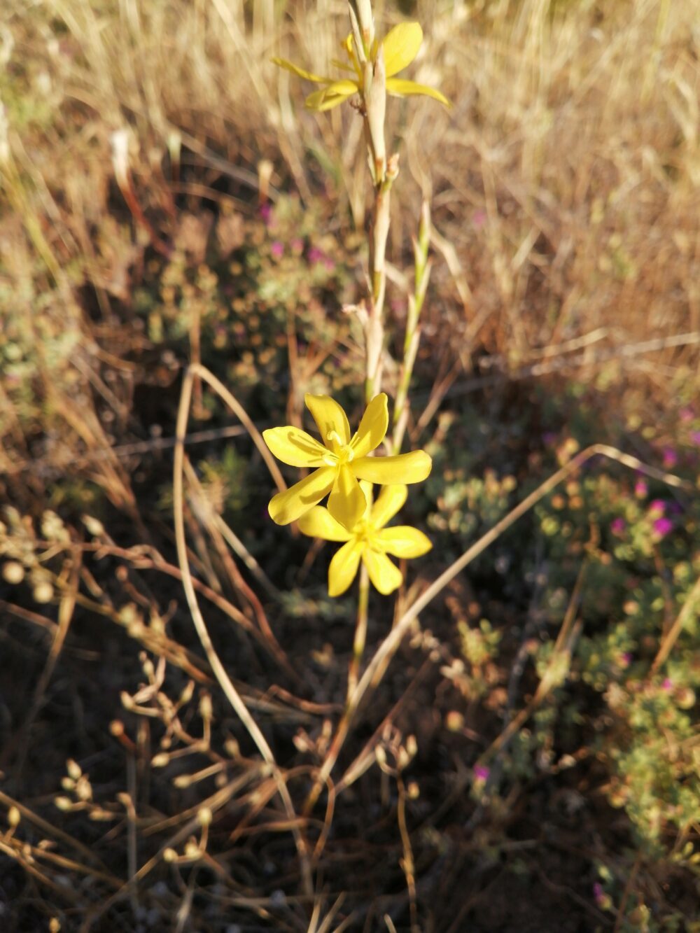 Moraea virgata