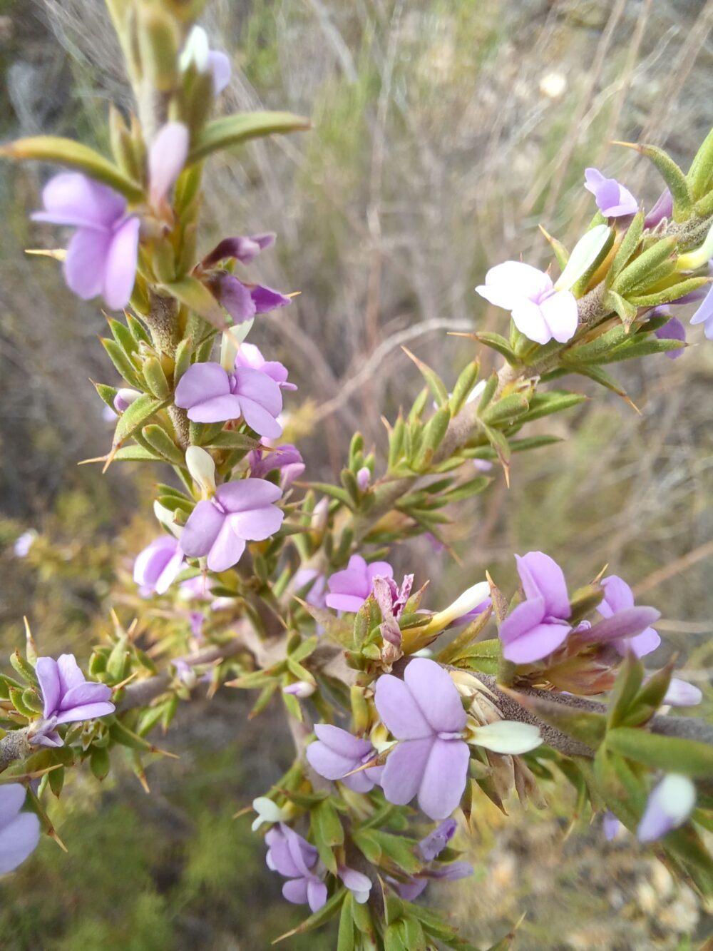 Muraltia heisteria