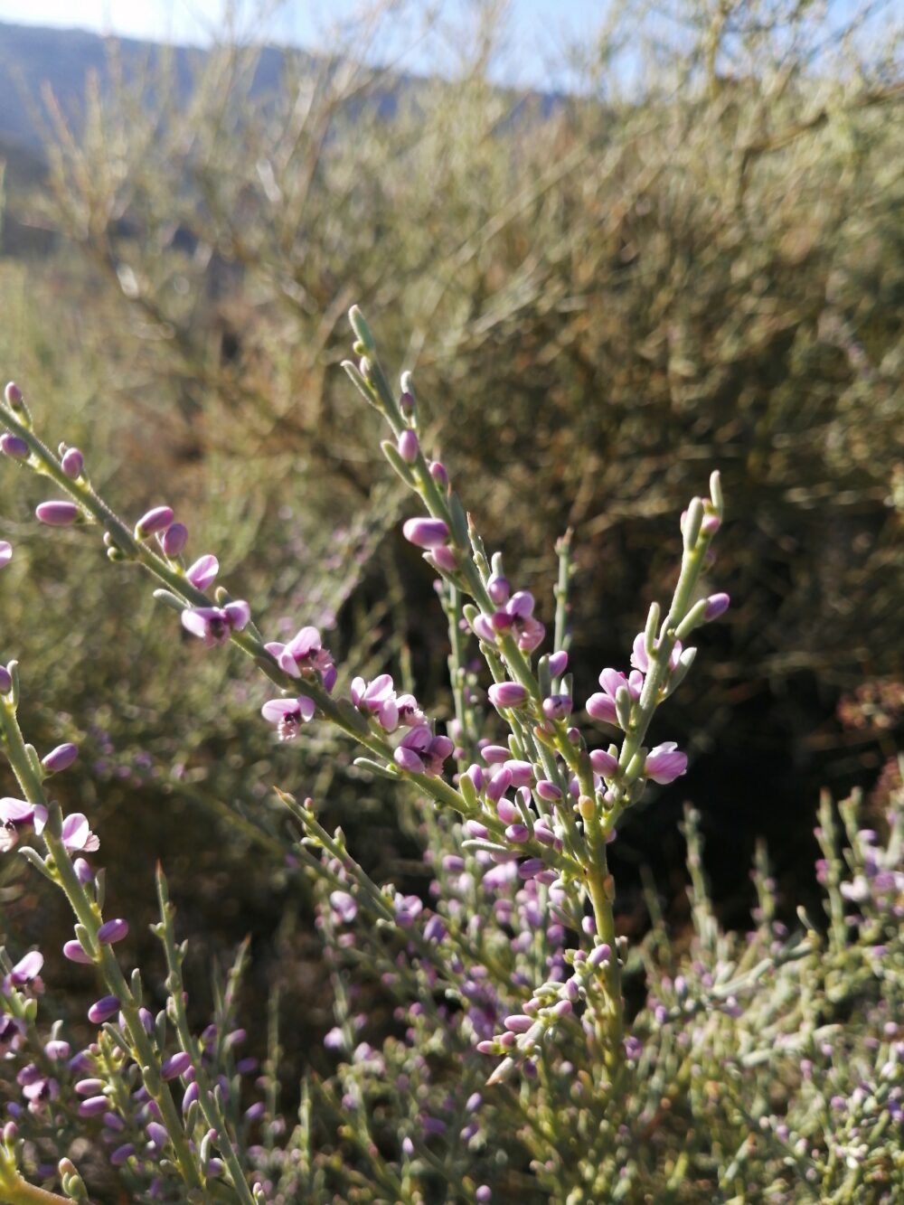 Muraltia spinosa