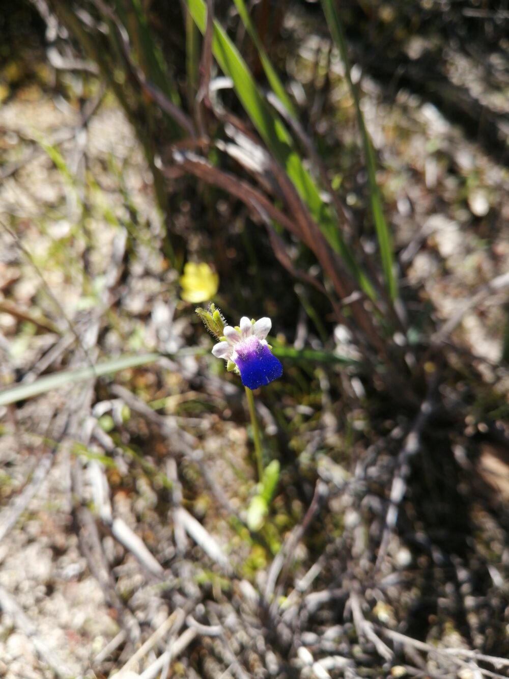 Nemesia barbata