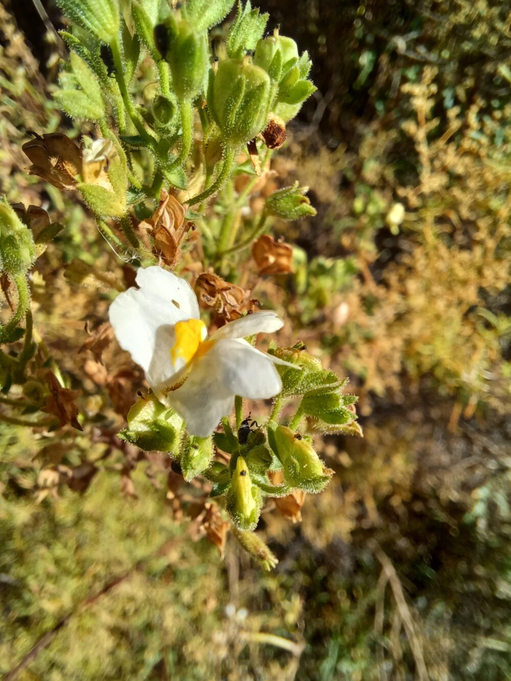 Nemesia fruticans