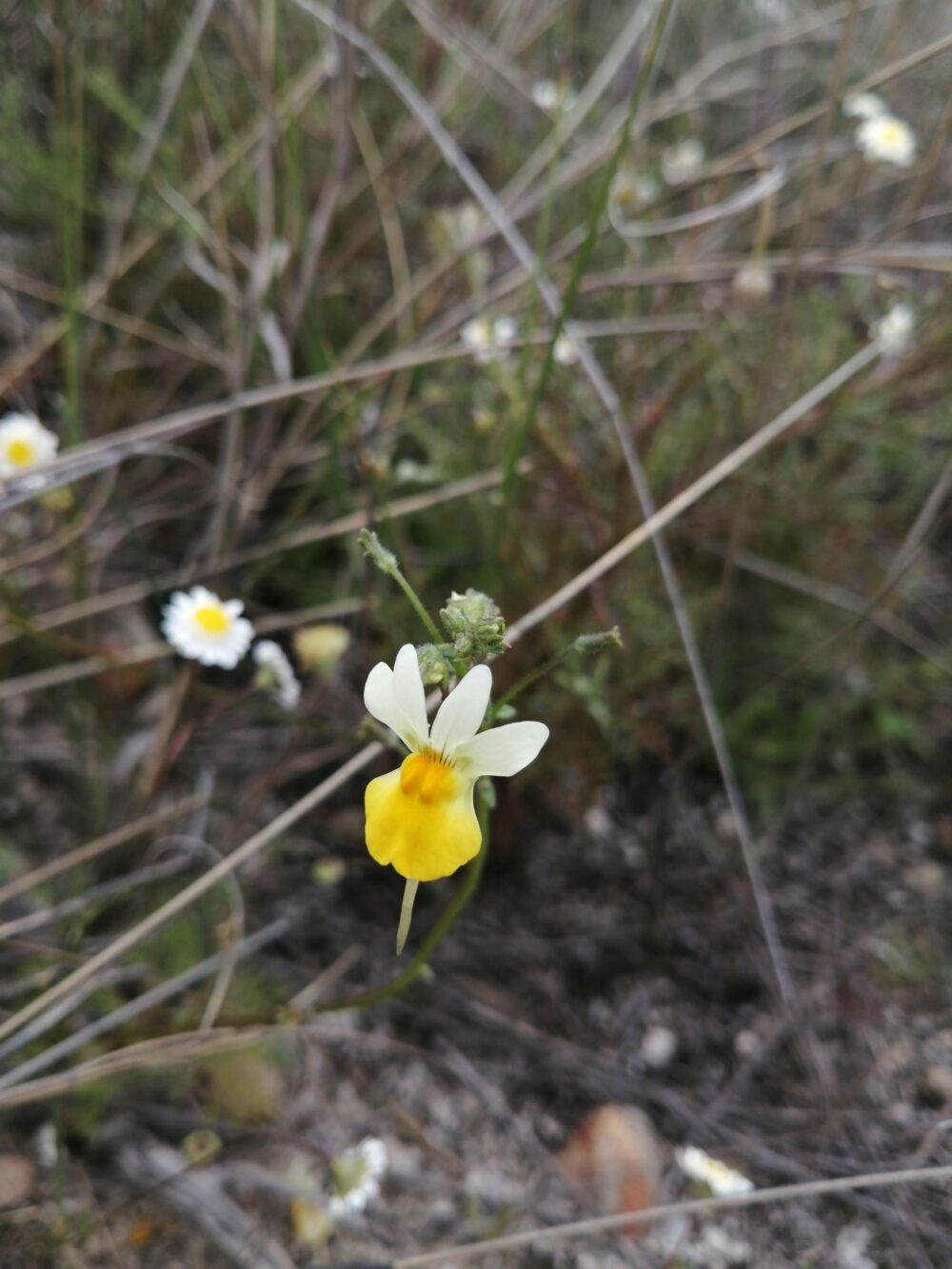 Nemesia ligulata