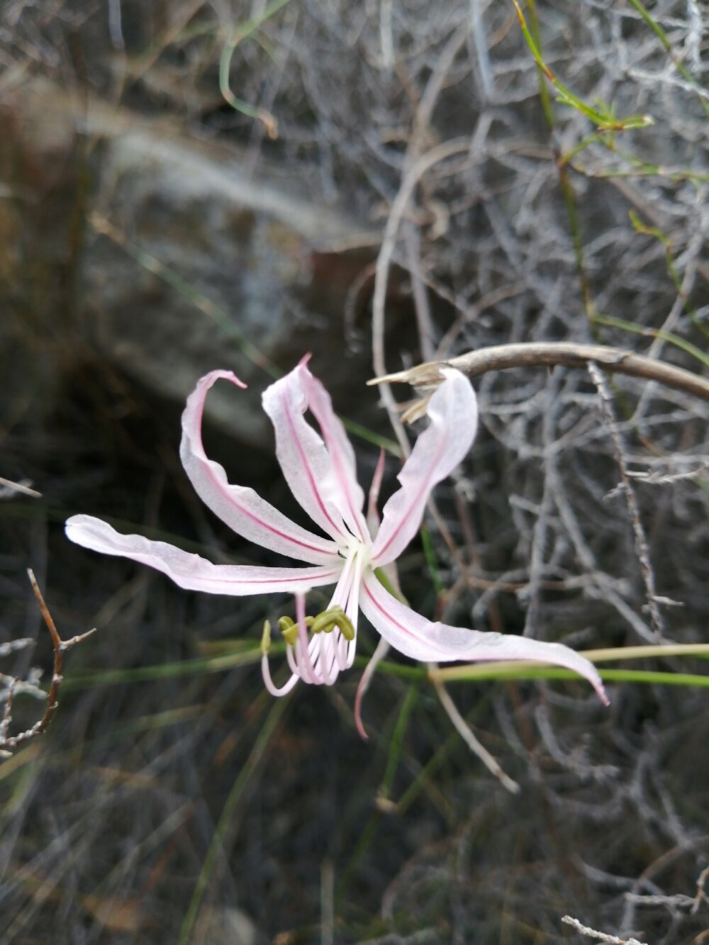 Nerine humilis