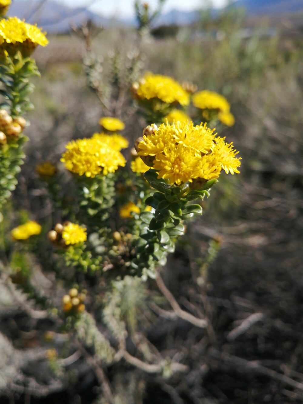 Oedera squarrosa