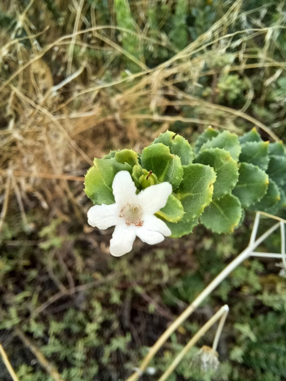 Oftia africana