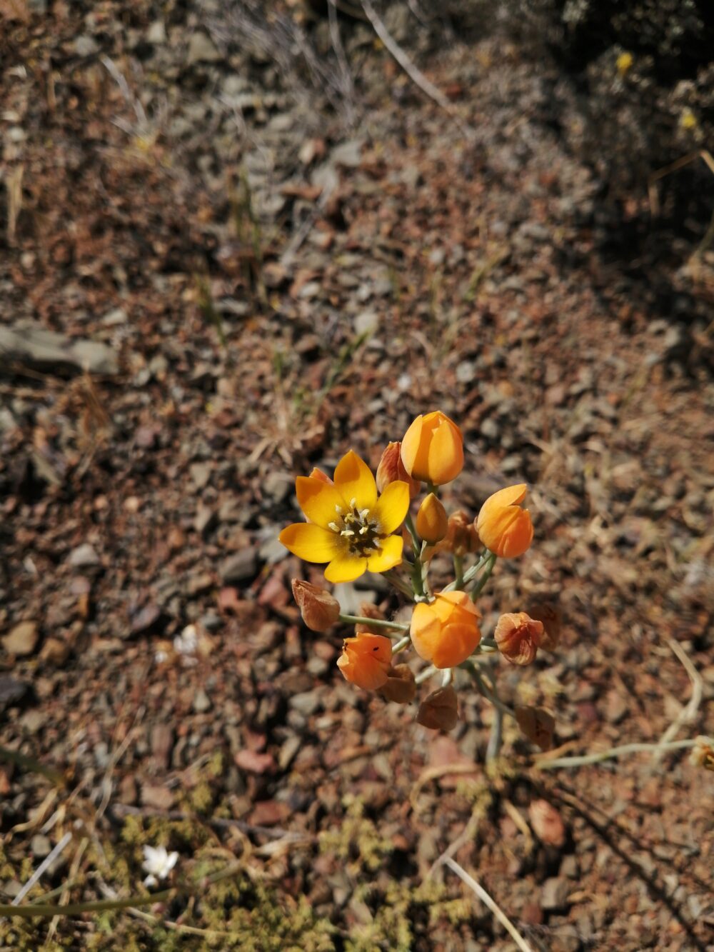 Ornithogallum dubium