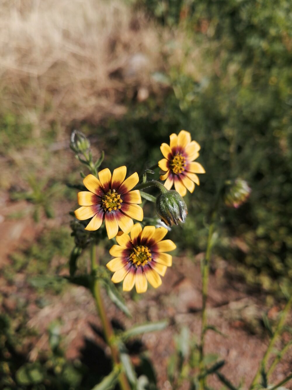 Osteospermum monstrosum