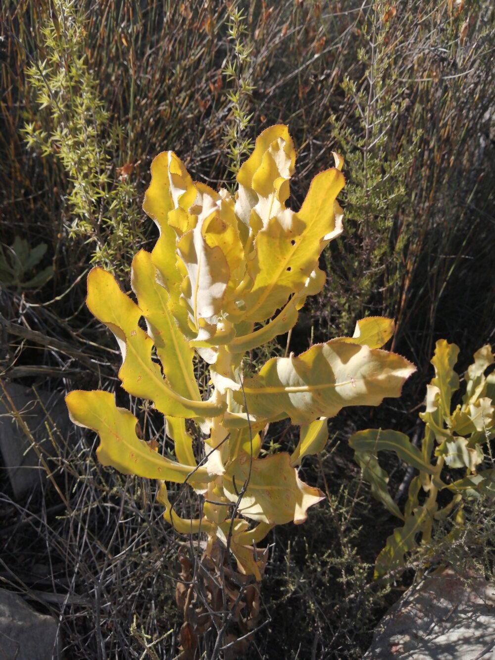 Othonna parviflora