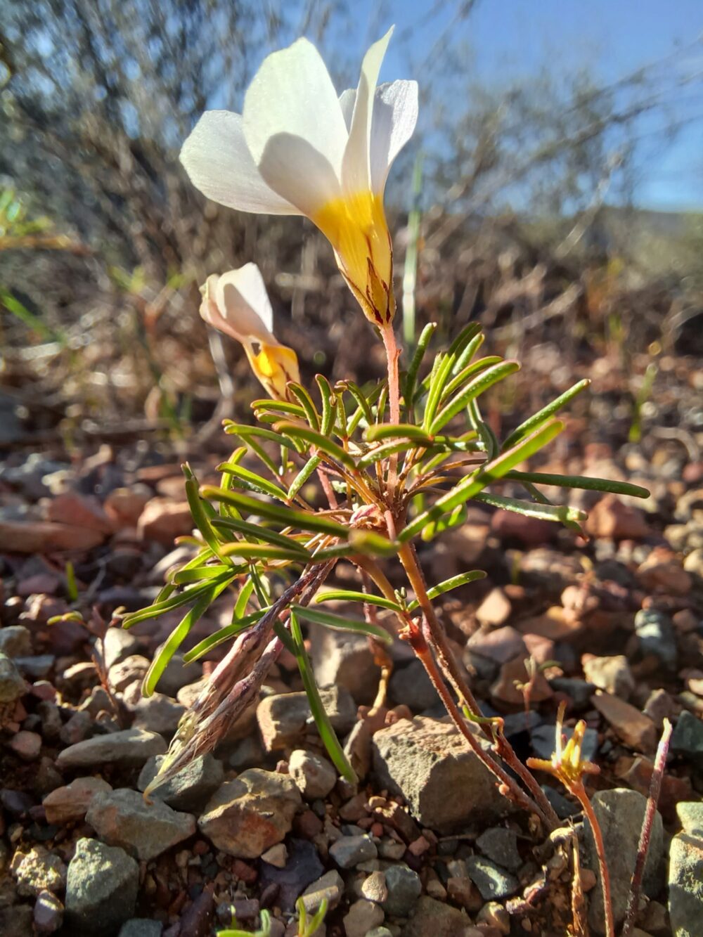 Oxalis burkei