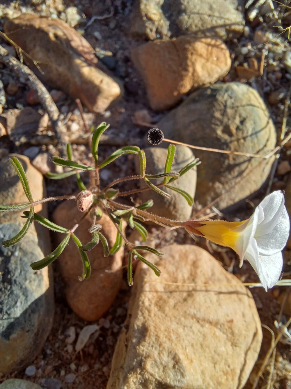 Oxalis ciliaris