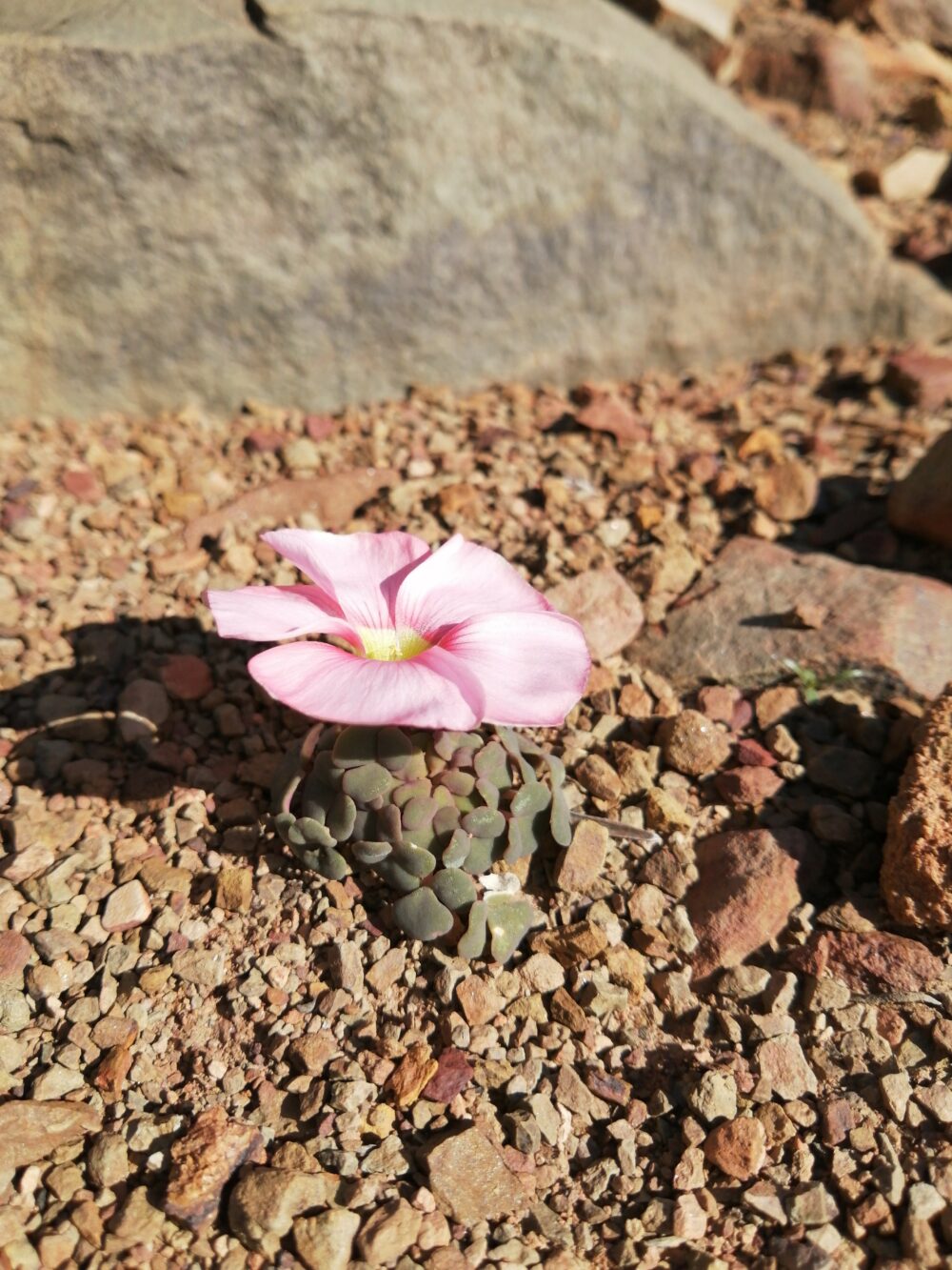 Oxalis convexula