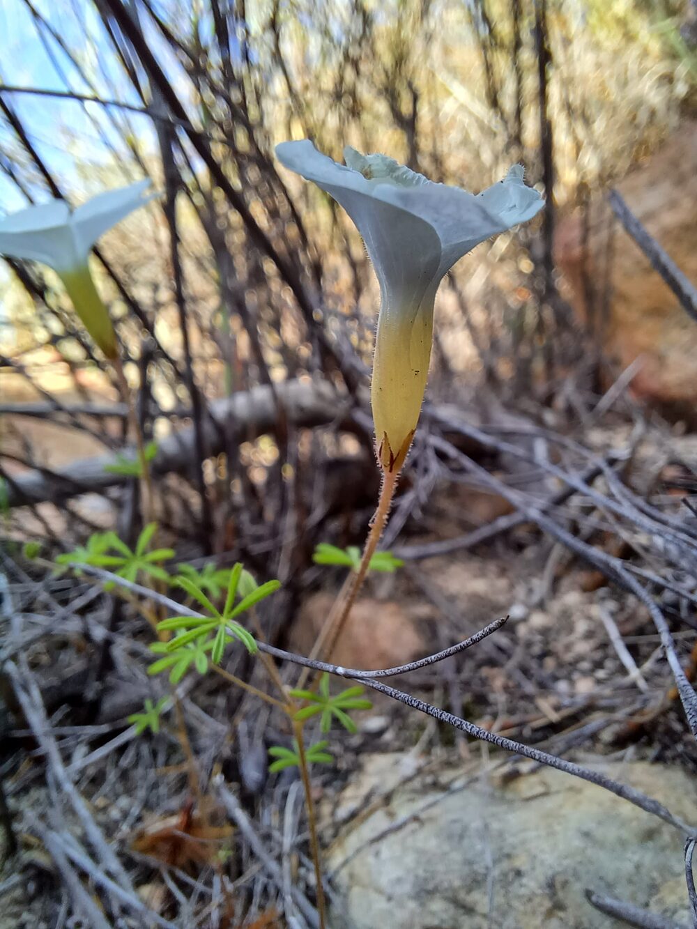 Oxalis engleriana