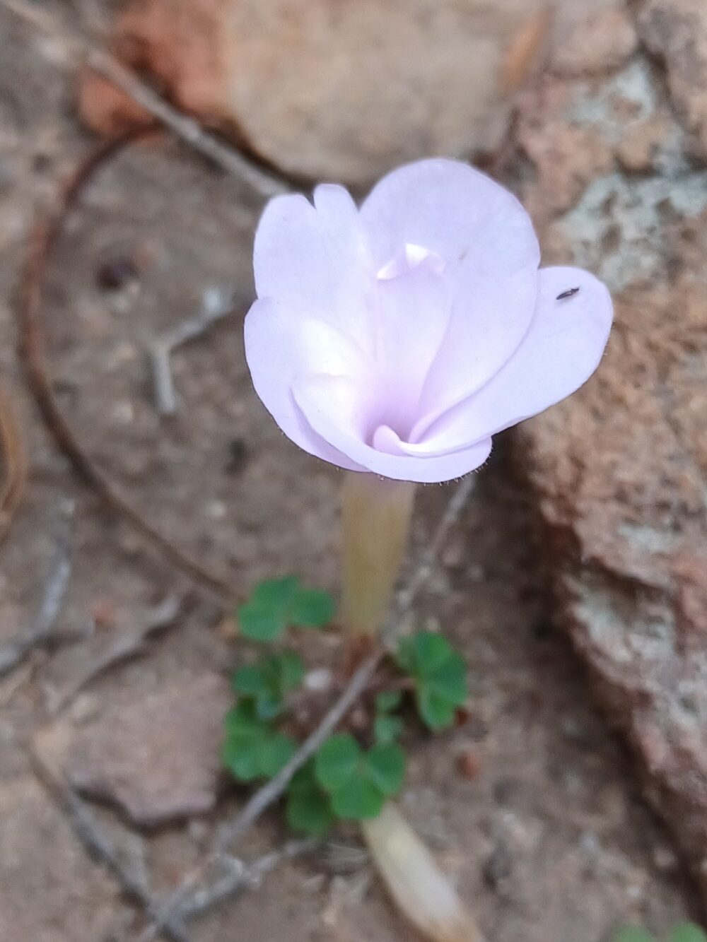 Oxalis fibrosa