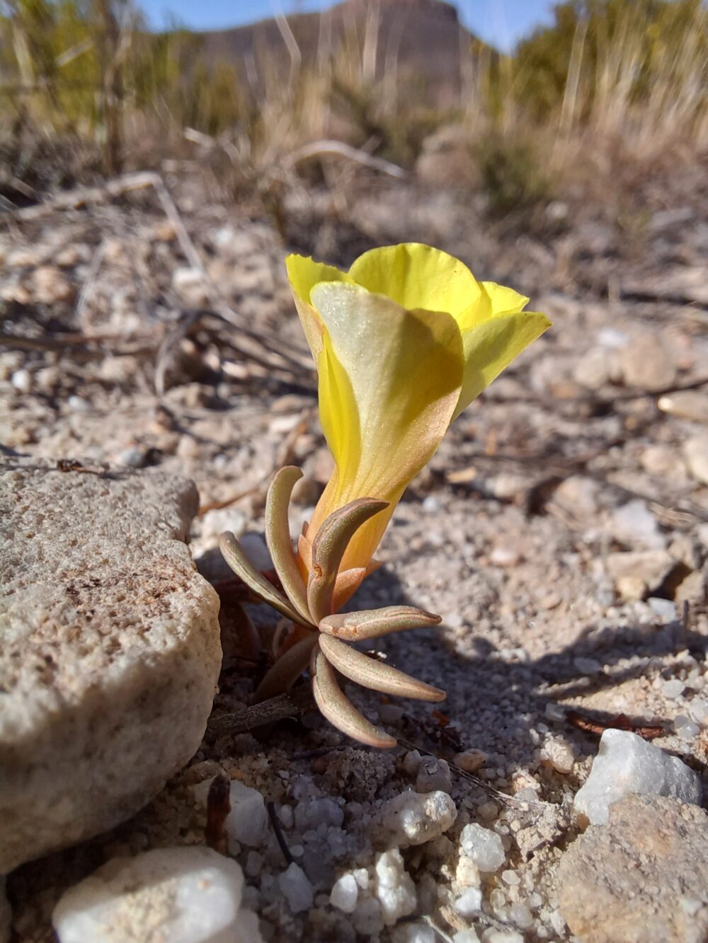 Oxalis flava