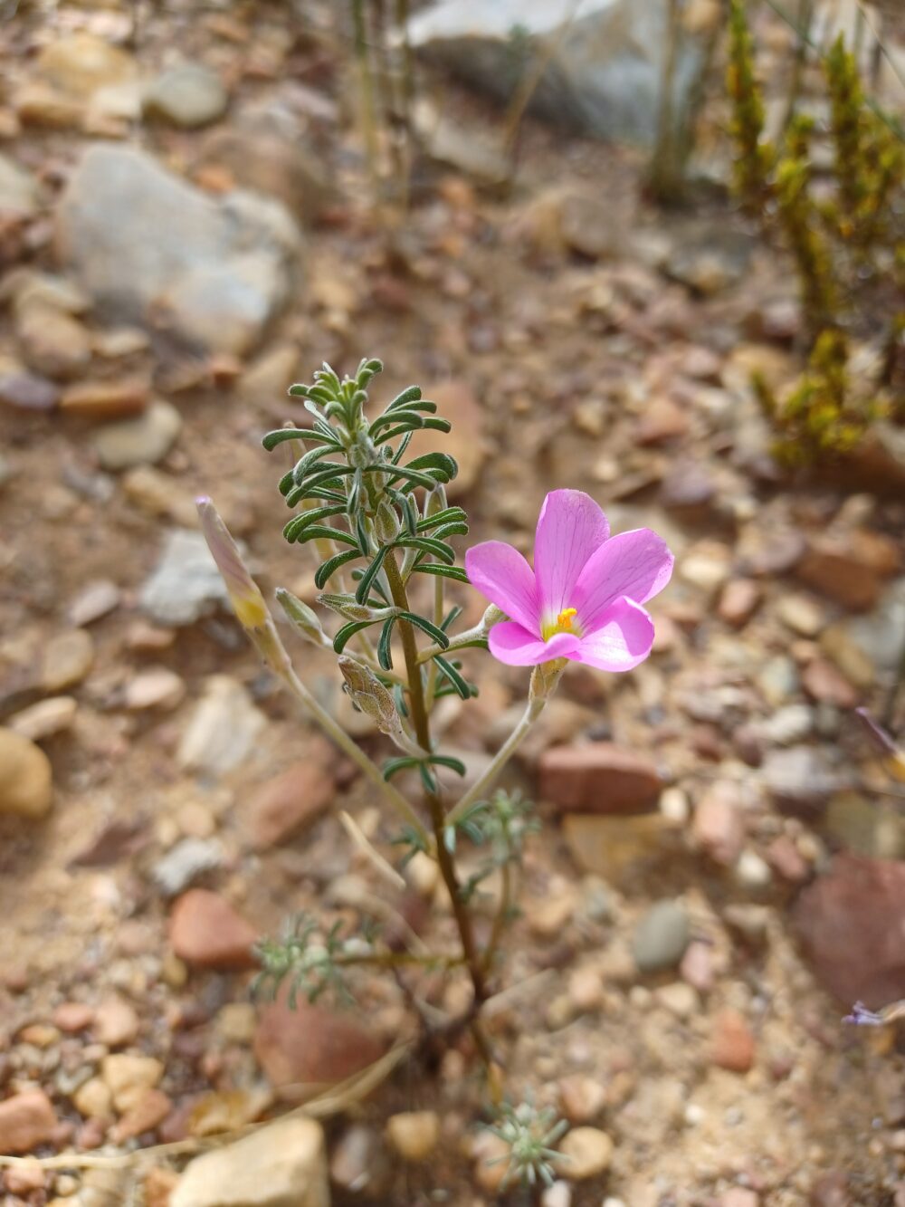 Oxalis hirta