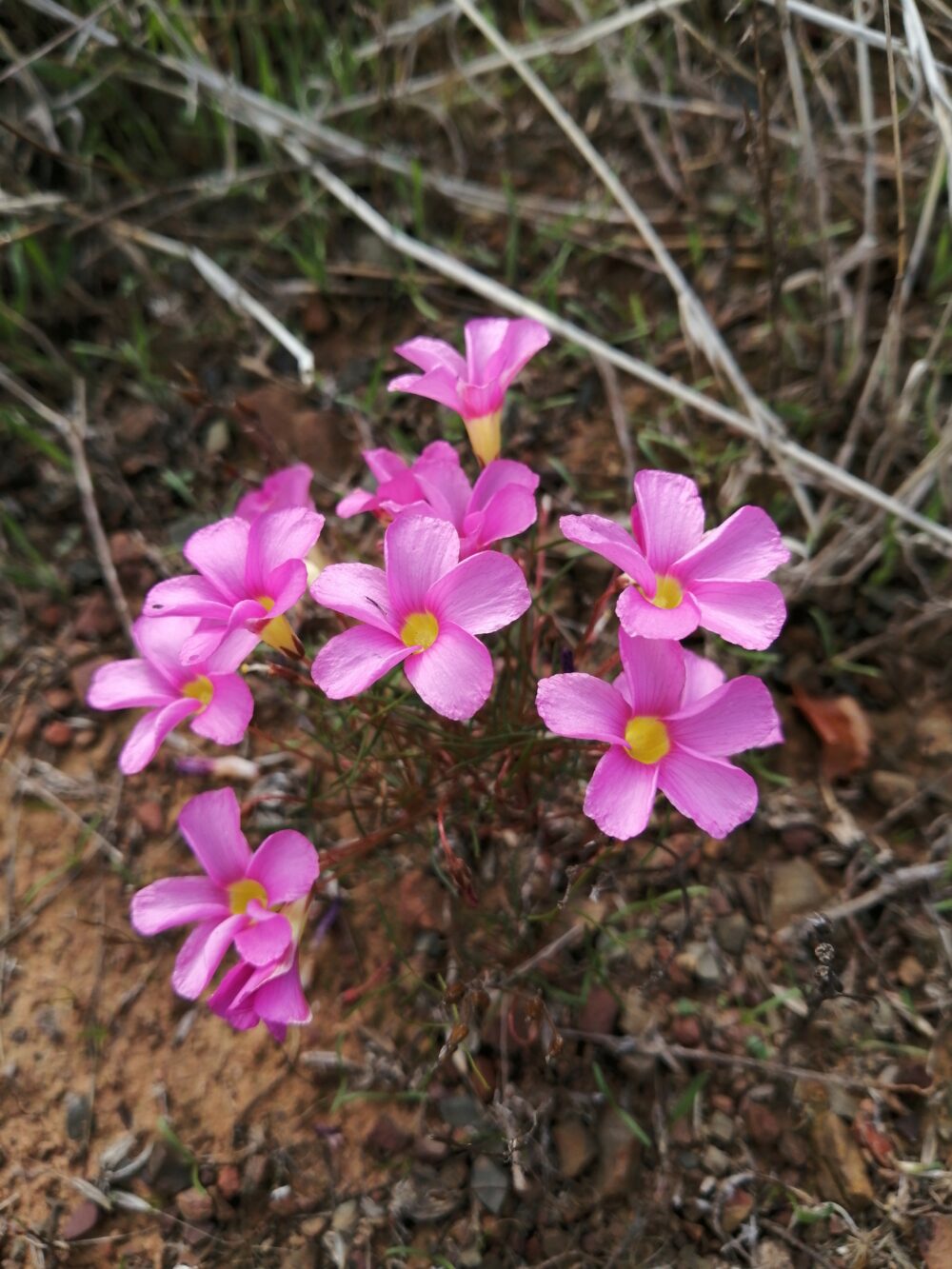 Oxalis leptogramma