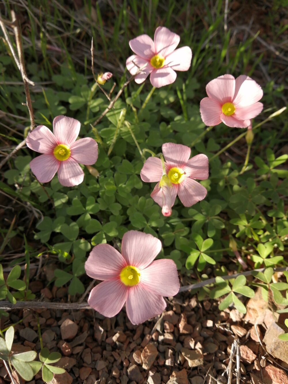 Oxalis obtusa