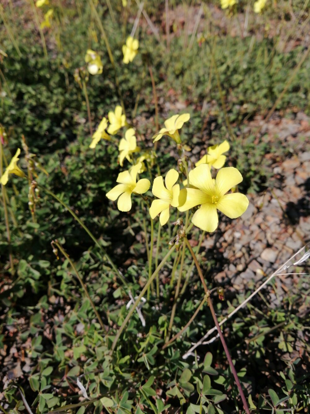 Oxalis pes-caprae