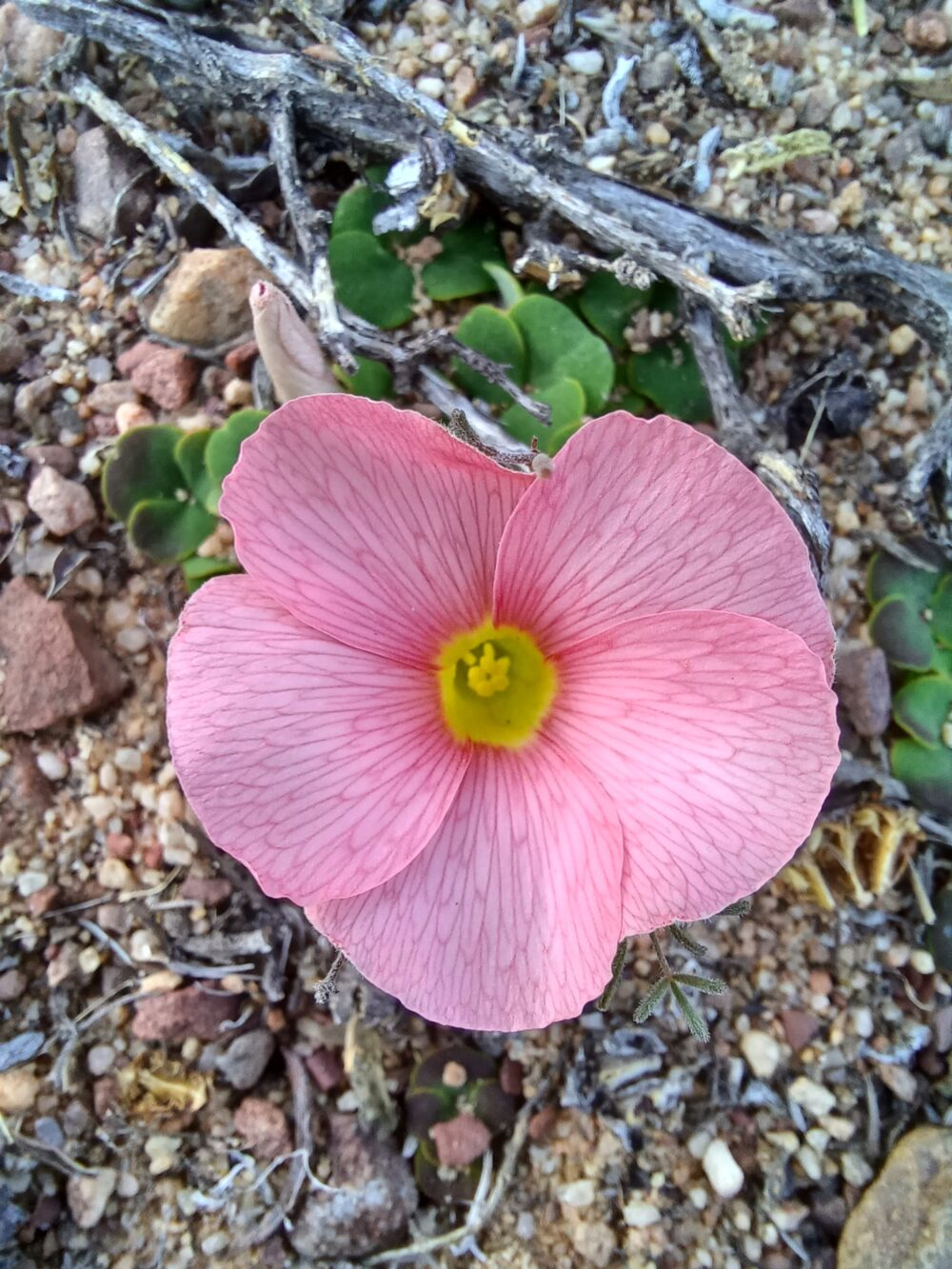 Oxalis pulchella