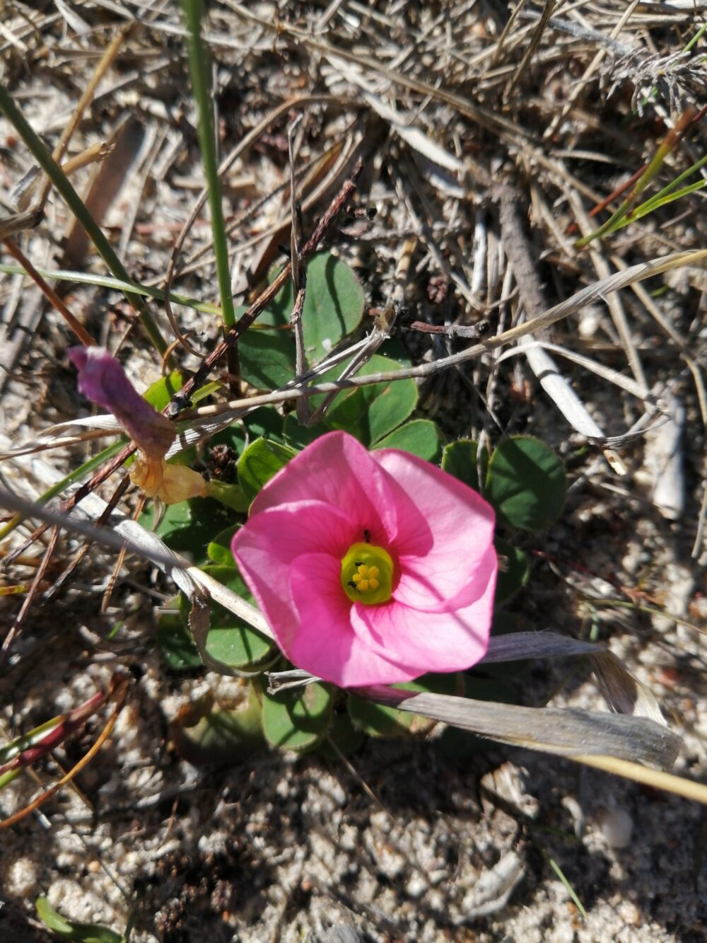 Oxalis purpurea