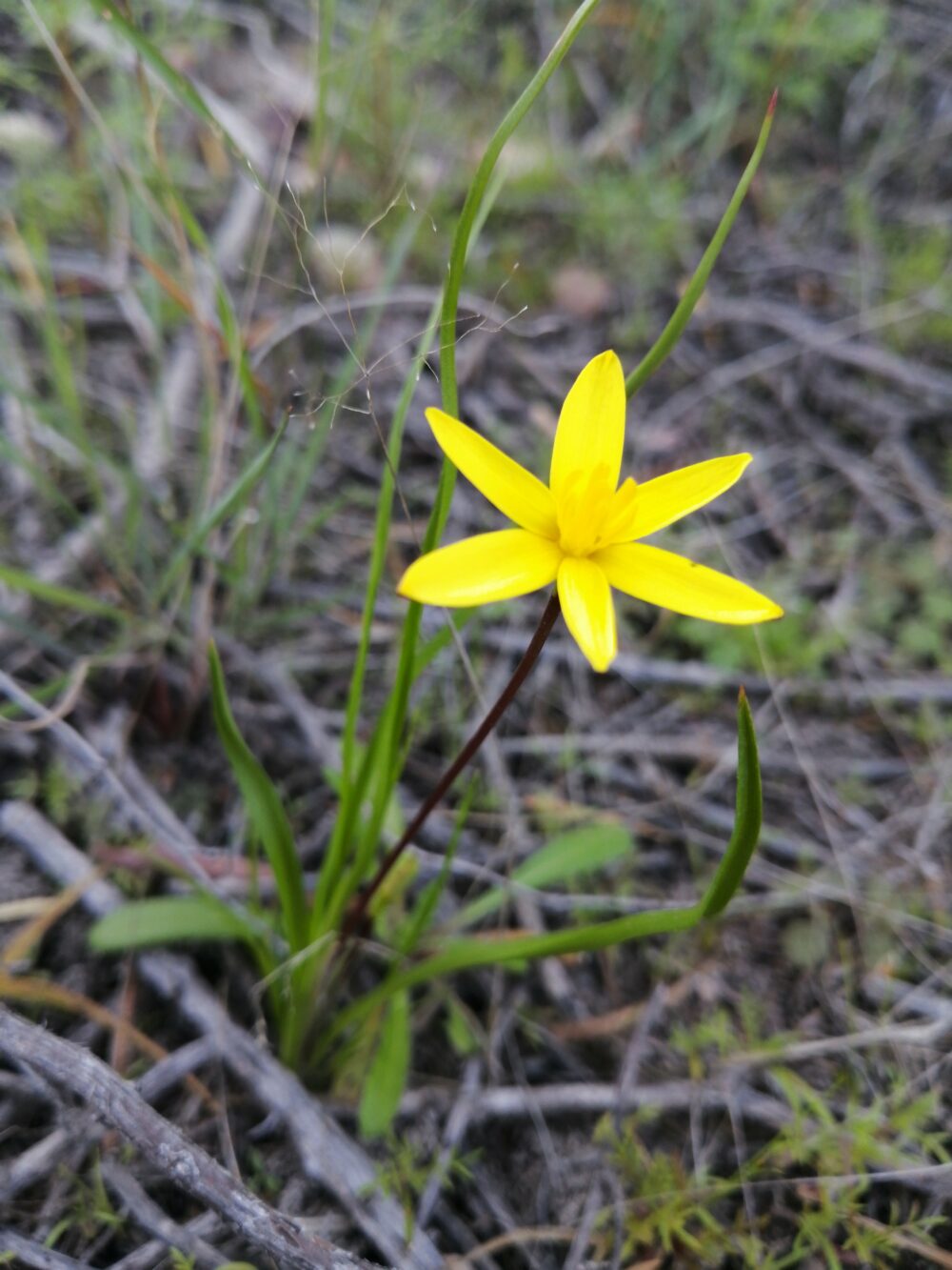 Pauridia flaccida