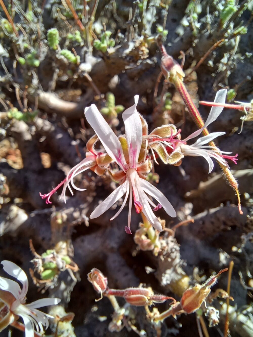 Pelargonium alternans