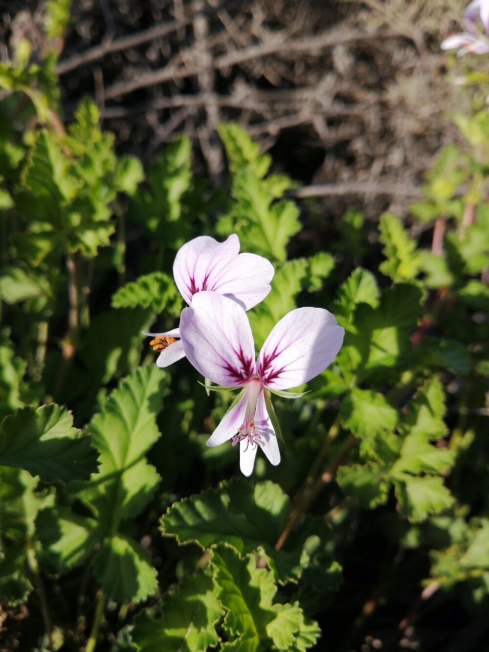 Pelargonium candicans