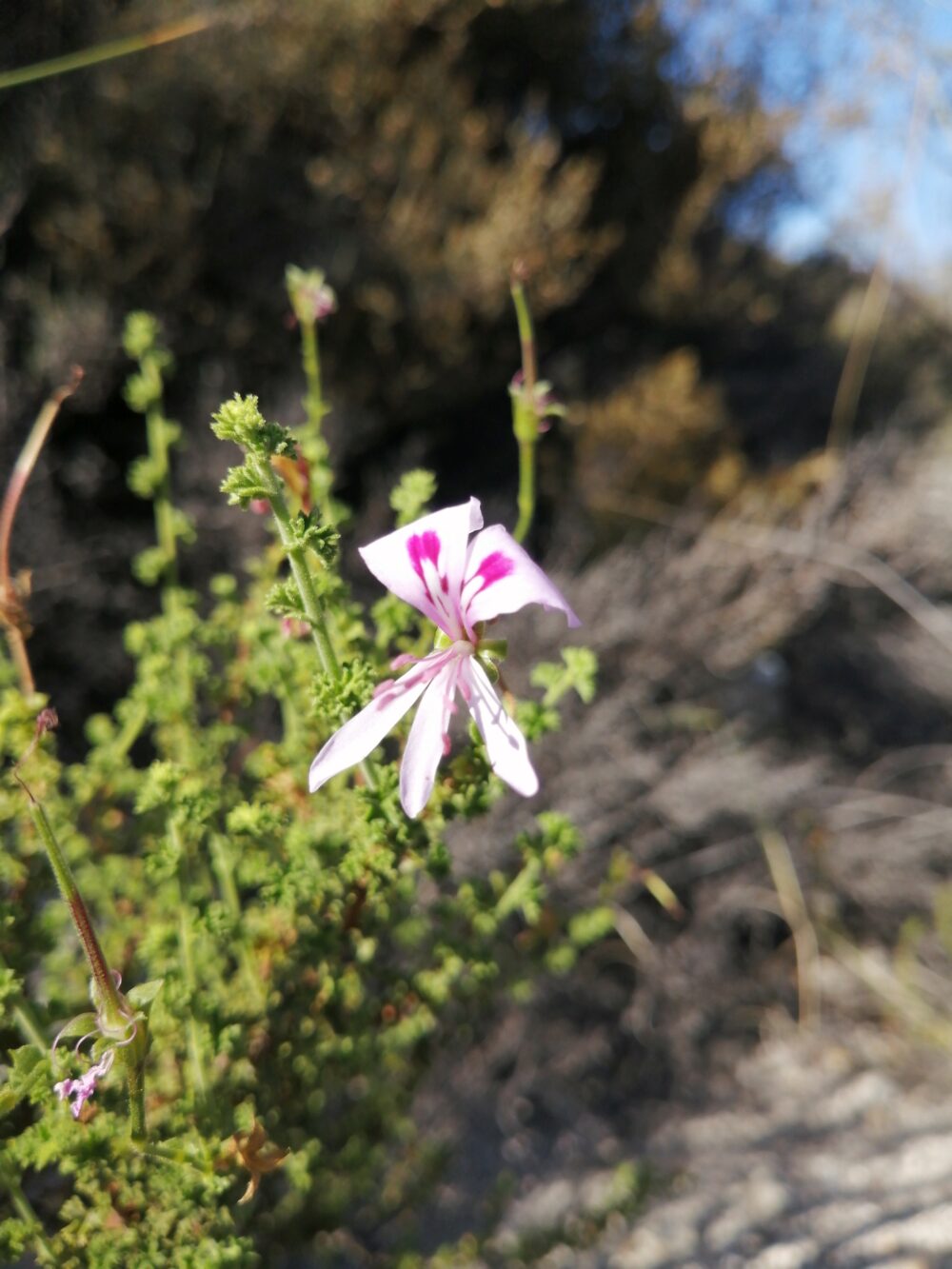 Pelargonium crispum