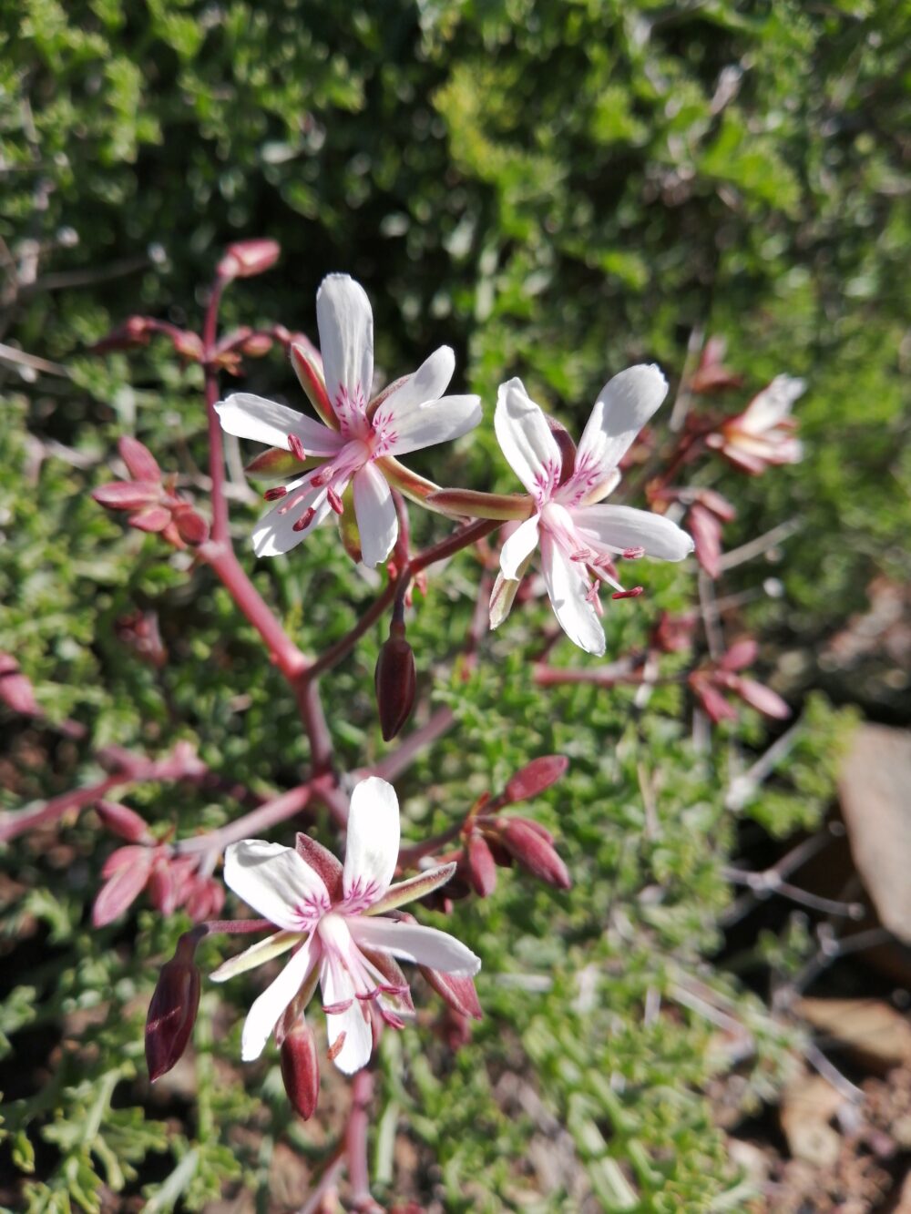 Pelargonium crithmifolium